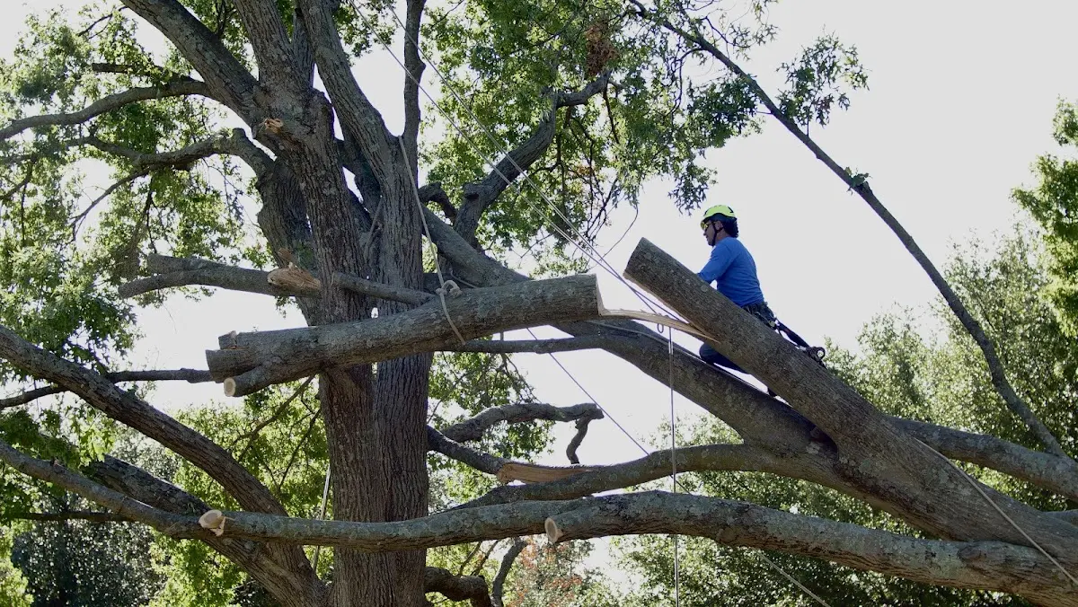 Professional Crown Thinning performed by certified arborists in Duck Hill